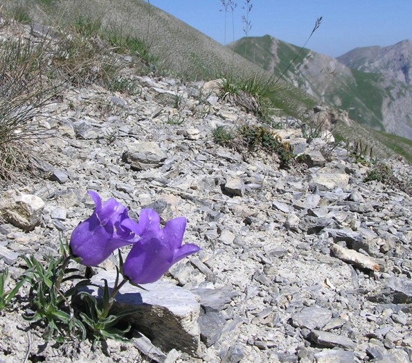 Campanula alpestris / Campanula occidentale